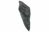 Partial Fossil Megalodon Tooth - South Carolina #275386-1